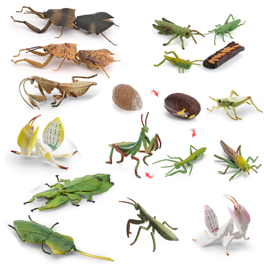 Kids Home Education - Realistic Orchid Mantis Dead Leaf Mantis
