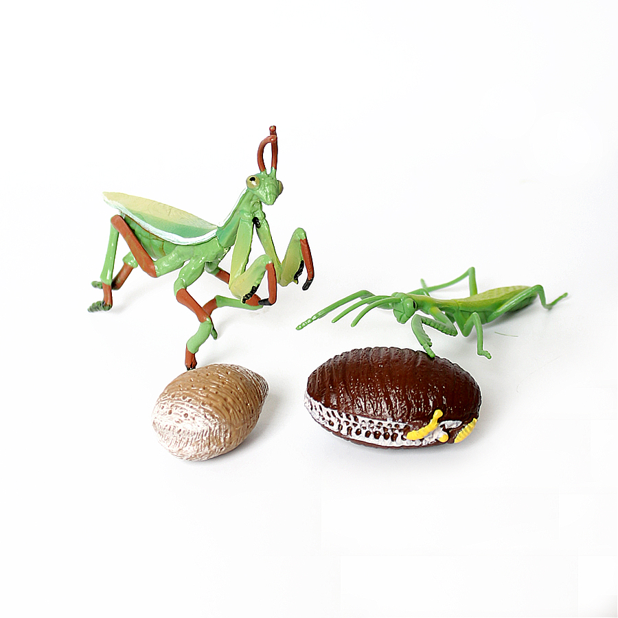 Realistic Orchid Mantis Dead L - Kids Home Education recensie en prijs